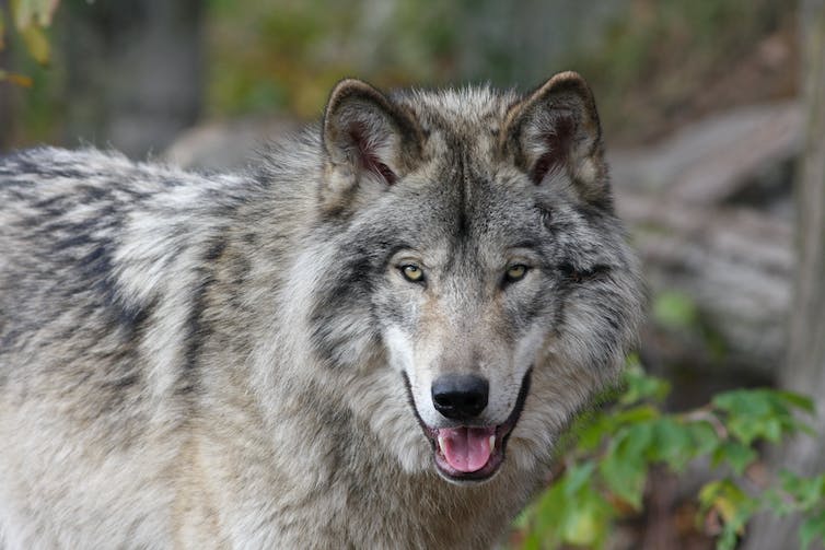 Photo of a large male wolf with a beautiful grey coat.